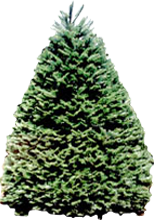 Douglas Fir